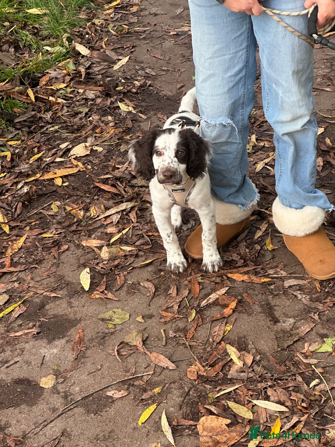 Mixed Breed dogs for sale: Springer cross cocapoo 13 weeks old bitch.  - Advert 3