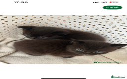 Domestic Shorthair cats for sale: Black domestic kitten  - Image 1