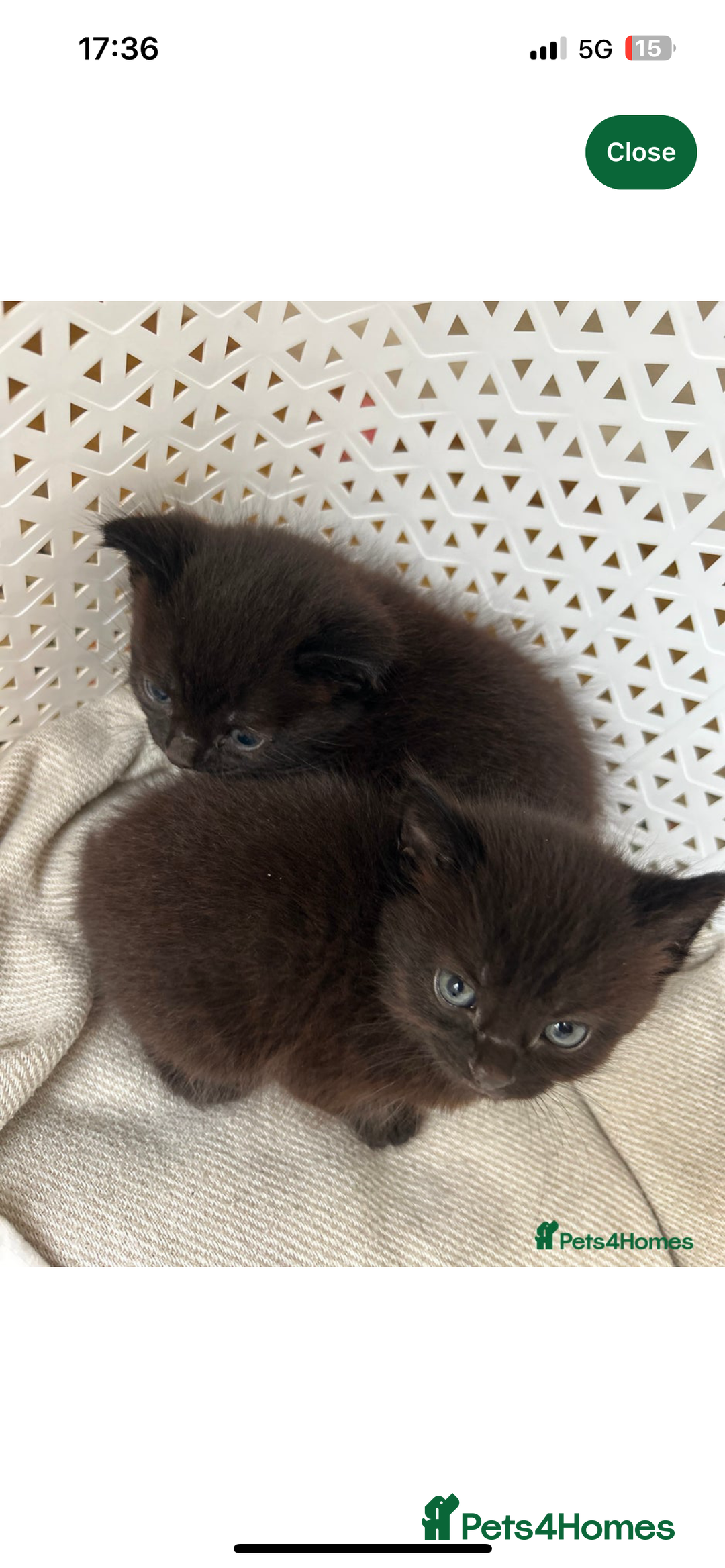 Domestic Shorthair cats for sale: Black domestic kitten  - Image 1