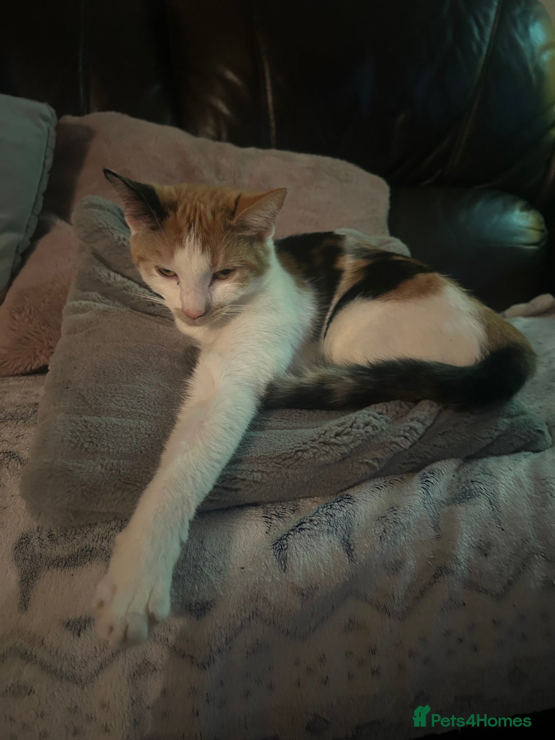 British Shorthair cats for sale: 6 month old gorgeous calico female for sale  - Advert 8