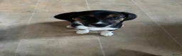 Mixed Breed dogs for sale: Male 11 weeks old  - Advert 2