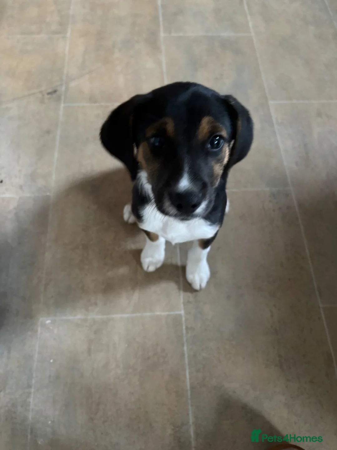 Mixed Breed dogs for sale: Male 11 weeks old  - Advert 2