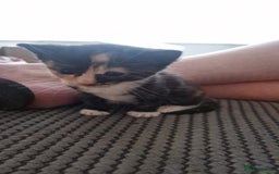 Mixed Breed cats for sale: 3 bengal half tabby.And 4 tabby half ragdol.  - Image 8