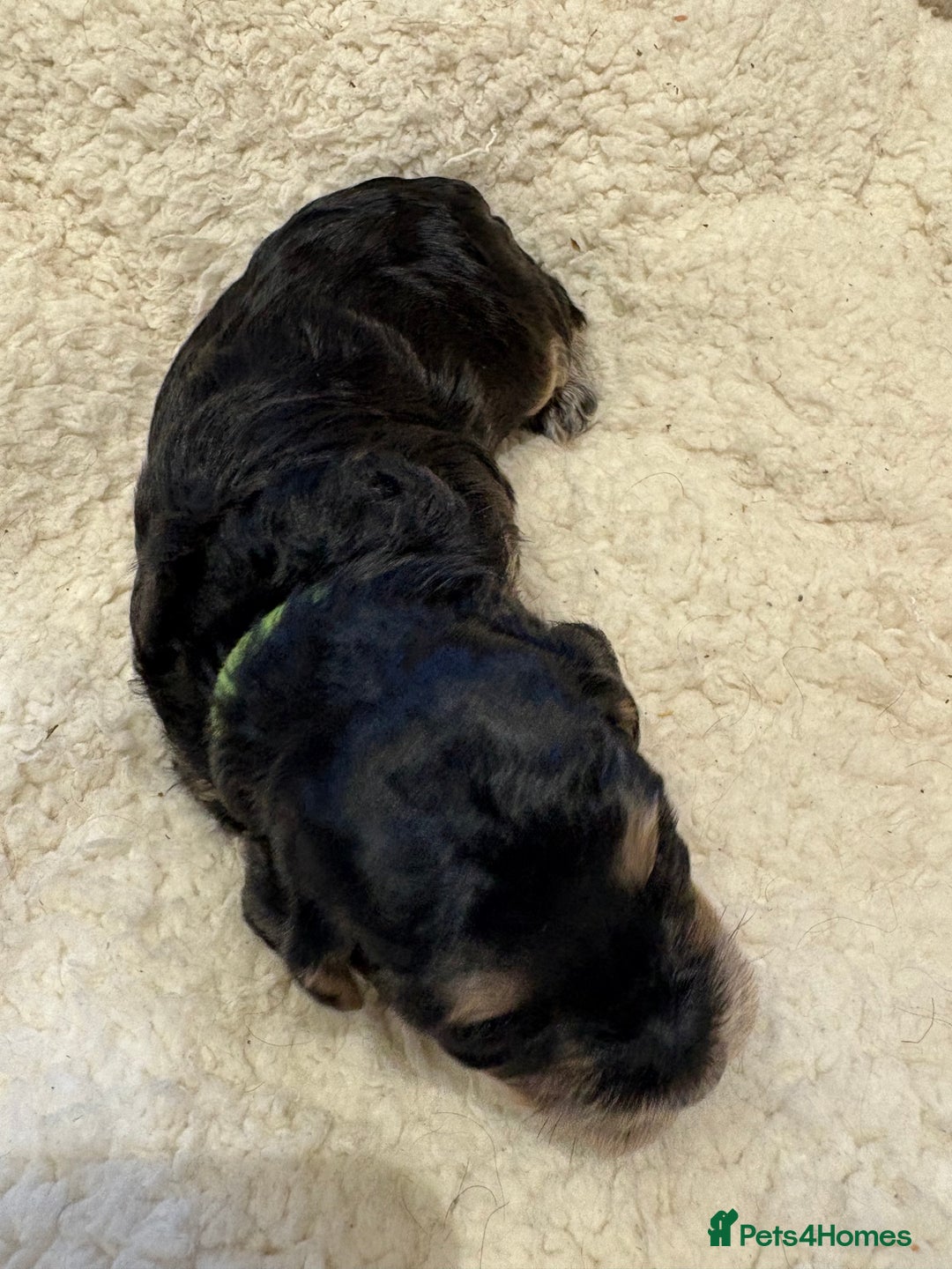 Cockapoo dogs for sale: ✨6 cockapoo puppies looking for forever home ✨ - Image 9