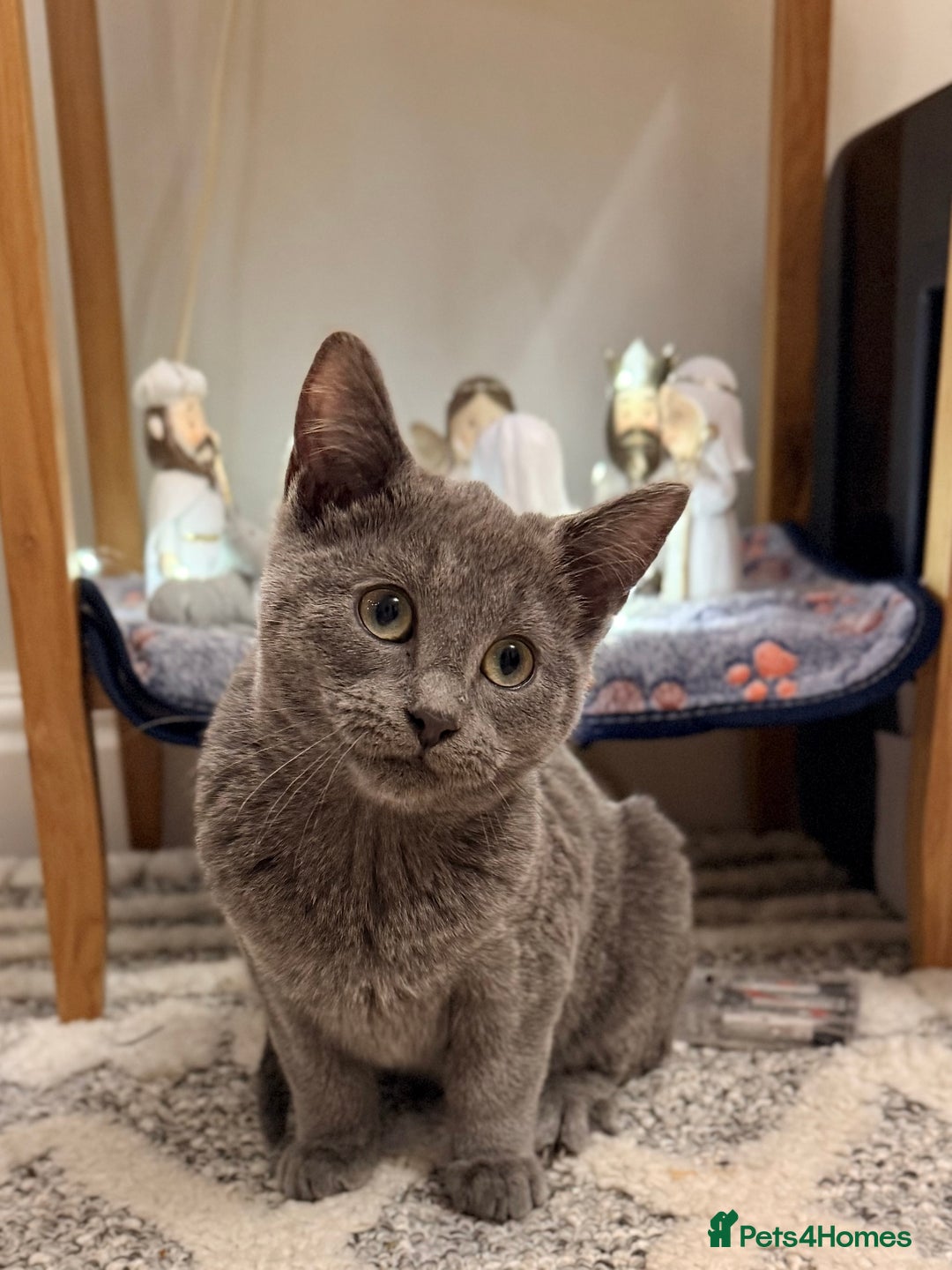 Russian Blue cats for sale: Pure Russian Blue Boy❄️ - Advert 6