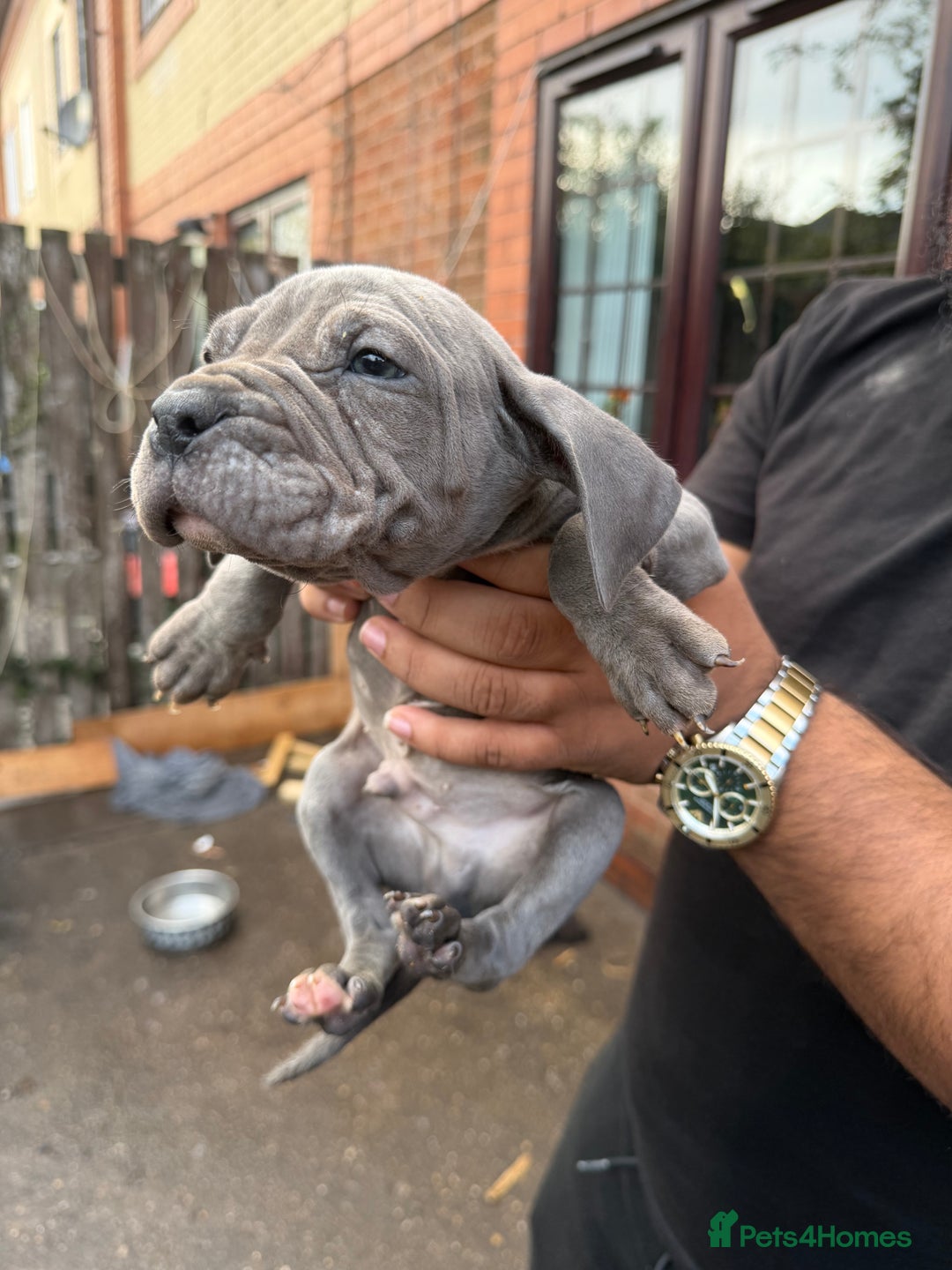 Mixed Breed dogs for sale: Old English cross, cane corsa  - Image 9