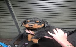 Rottweiler dogs for sale: ** Selling Fast ** Rottweiler Puppies - Image 6