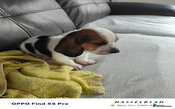 Basset Hound dogs for sale: Bassett Hound Puppies for Sale - Image 19