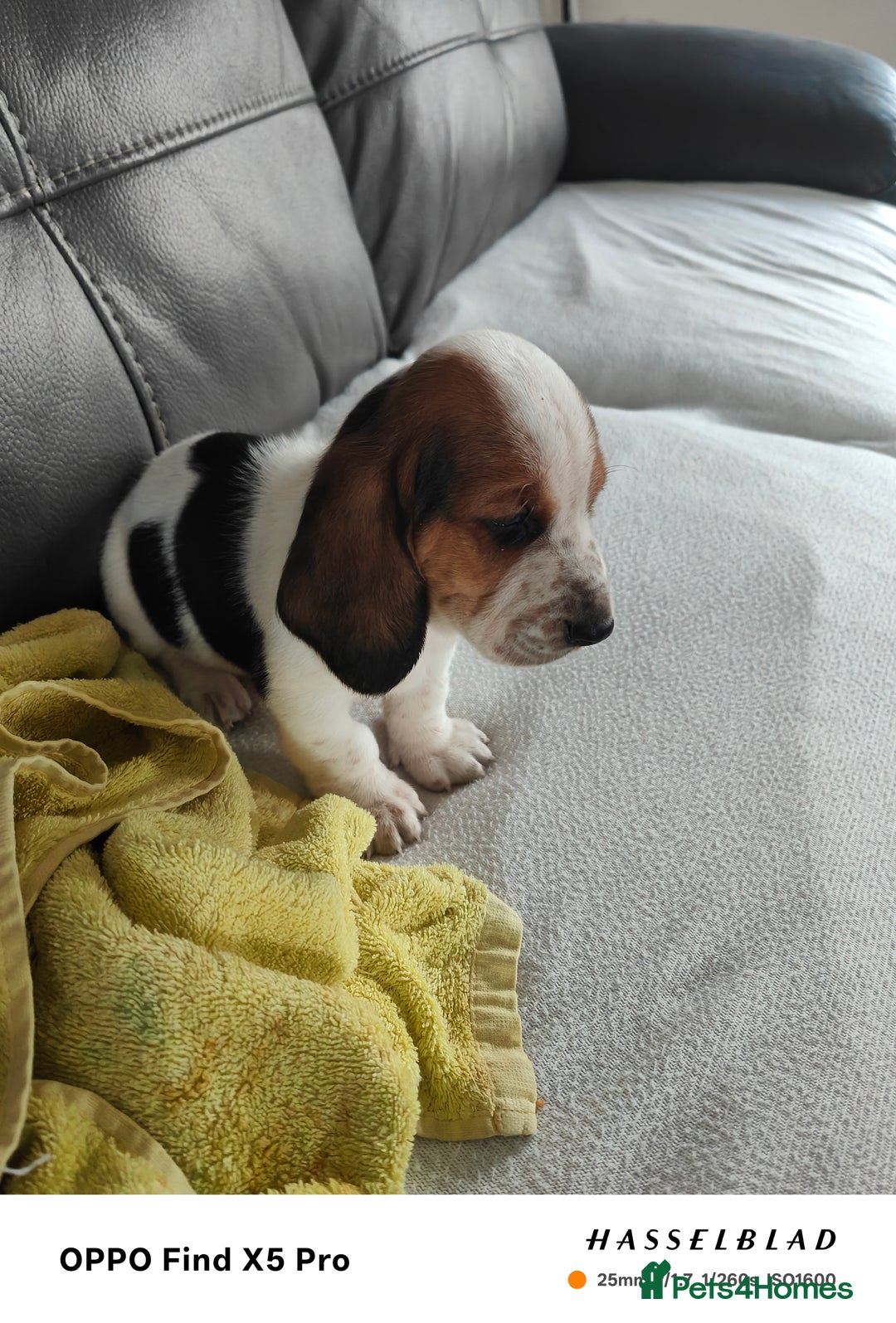 Basset Hound dogs for sale: Bassett Hound Puppies for Sale - Image 19