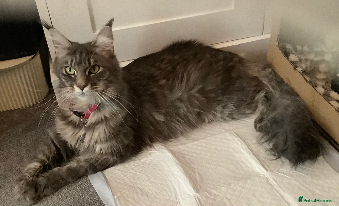 Maine Coon cats for sale: Mainecoon Cross  - Advert 2