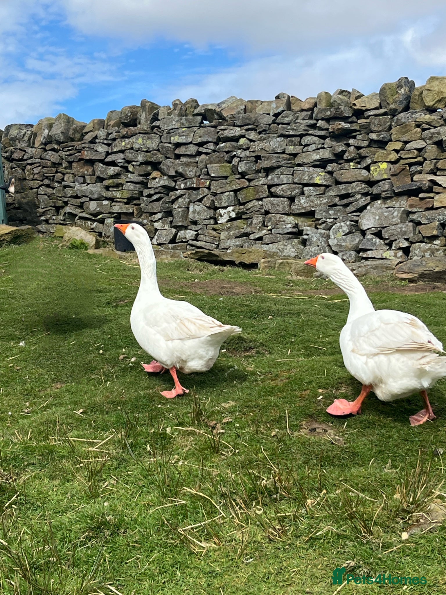Geese poultry 2 Embden geese (Breeding pair) - Advert 1