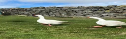 Geese poultry for sale: 2 Embden geese (Breeding pair) - Advert 1