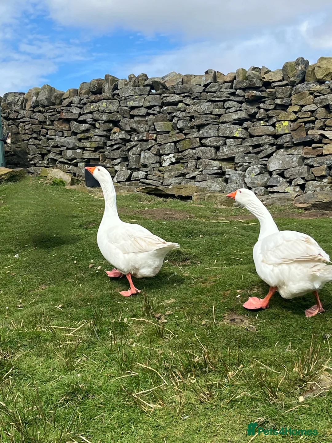 Geese poultry for sale: 2 Embden geese (Breeding pair) - Advert 1