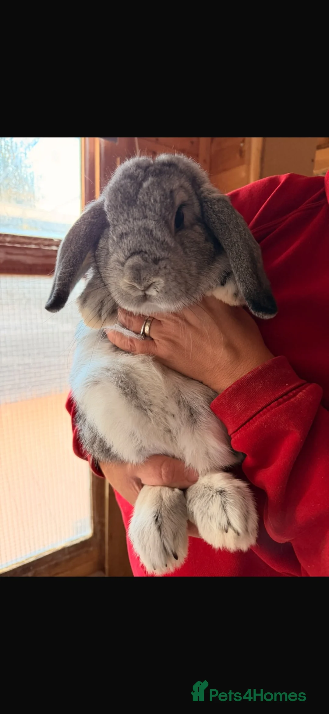 Mini Lop rabbits for sale: Female chinchilla lop 🩶 - Advert 2