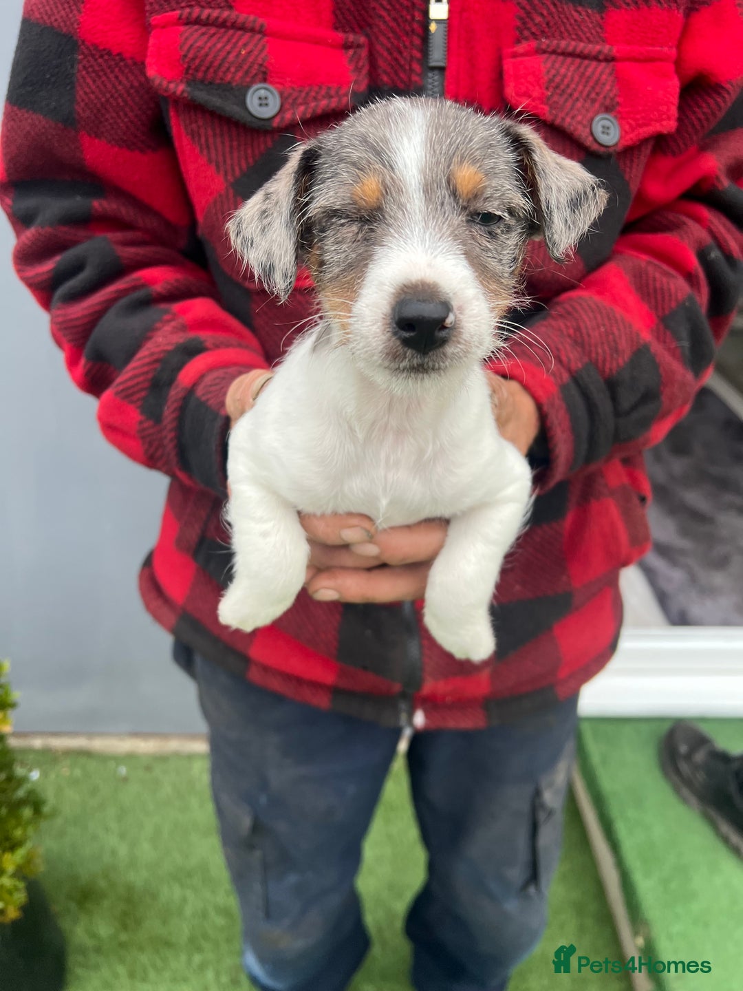 Jack Russell dogs for sale: Beautiful Jack Russell puppies  - Image 2