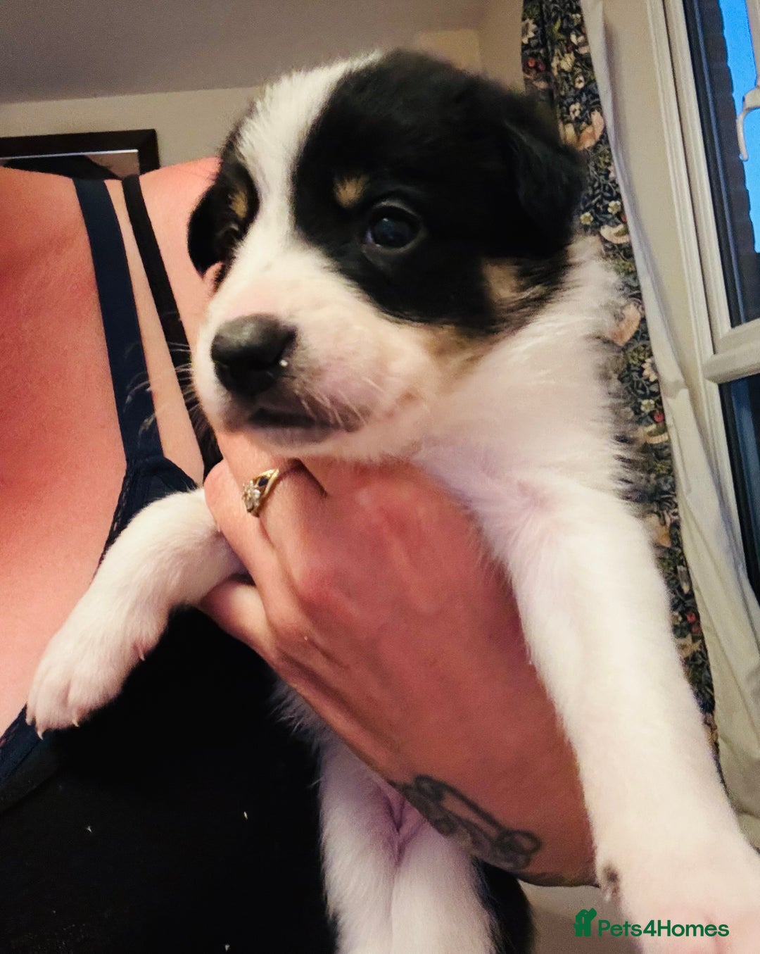 Border Collie dogs for sale: 3 beautiful female pups remaining - Image 4