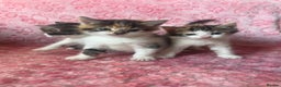Mixed Breed cats for sale: Beautiful Calico Kittens 🥰💝 - Advert 6