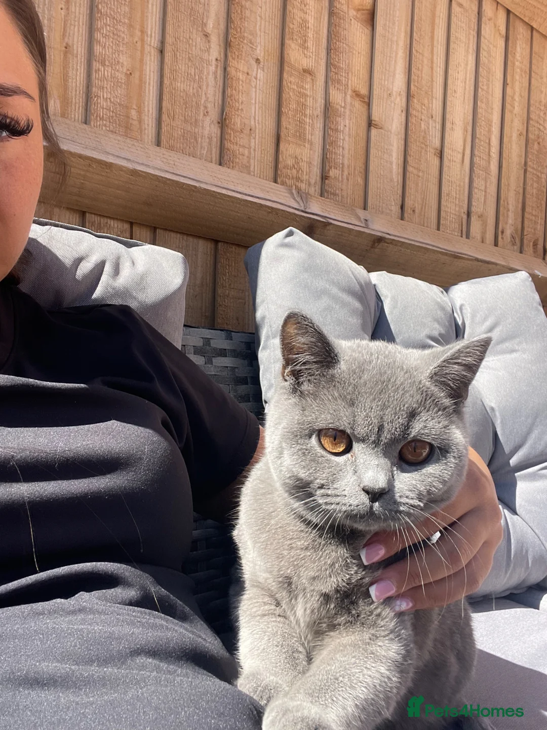 British Shorthair cats for sale: Lady Needs A New Loving Home  - Advert 2