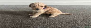 Miniature Poodle 4