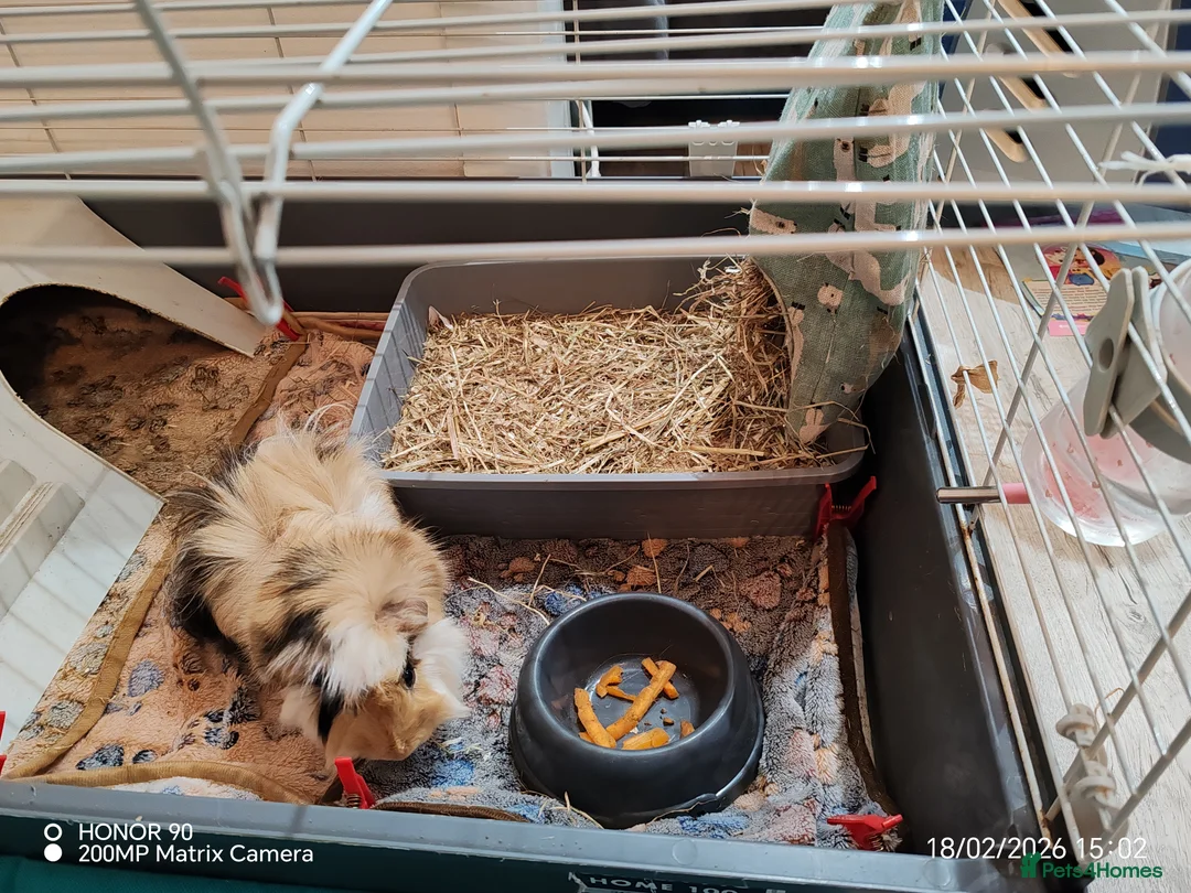 Guinea Pig rodents for sale: 2 lovely male guinea pigs need new home full setup in Uxbridge - Advert 3