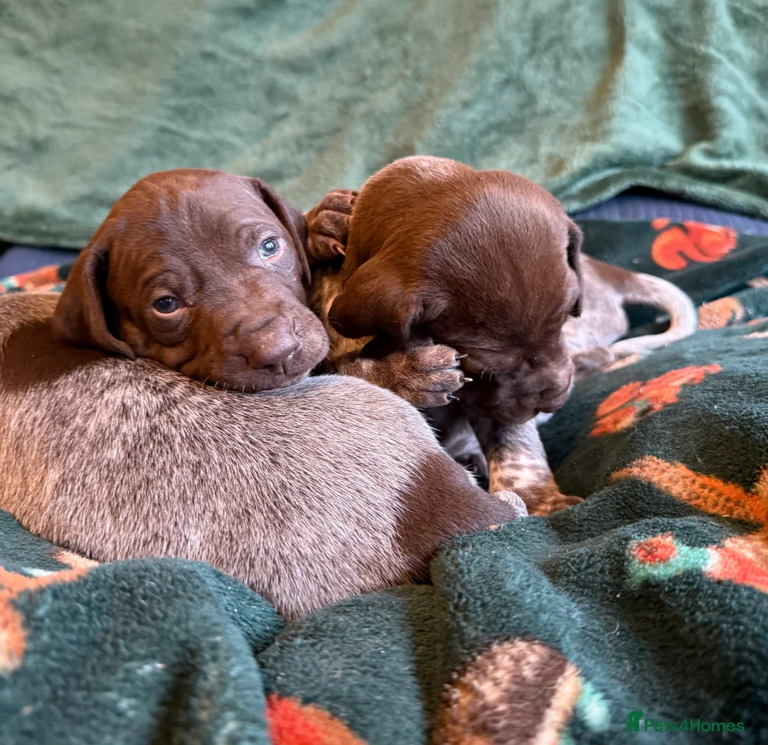 German Shorthaired Pointer dogs for sale: KC German Shorthaired Pointer Puppies - Advert 21