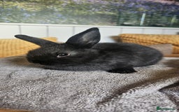 Mixed Breed rabbits for sale: Baby bunnies for sale - Image 4