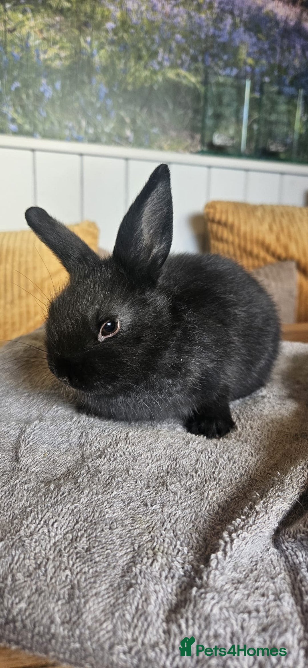 Mixed Breed rabbits for sale: Baby bunnies for sale - Image 4
