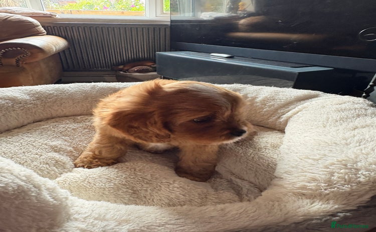 Cavapoo dogs - Advert 1
