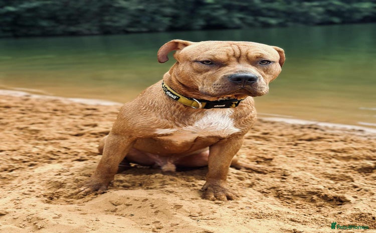 American Bull Staffy dogs - Advert 2