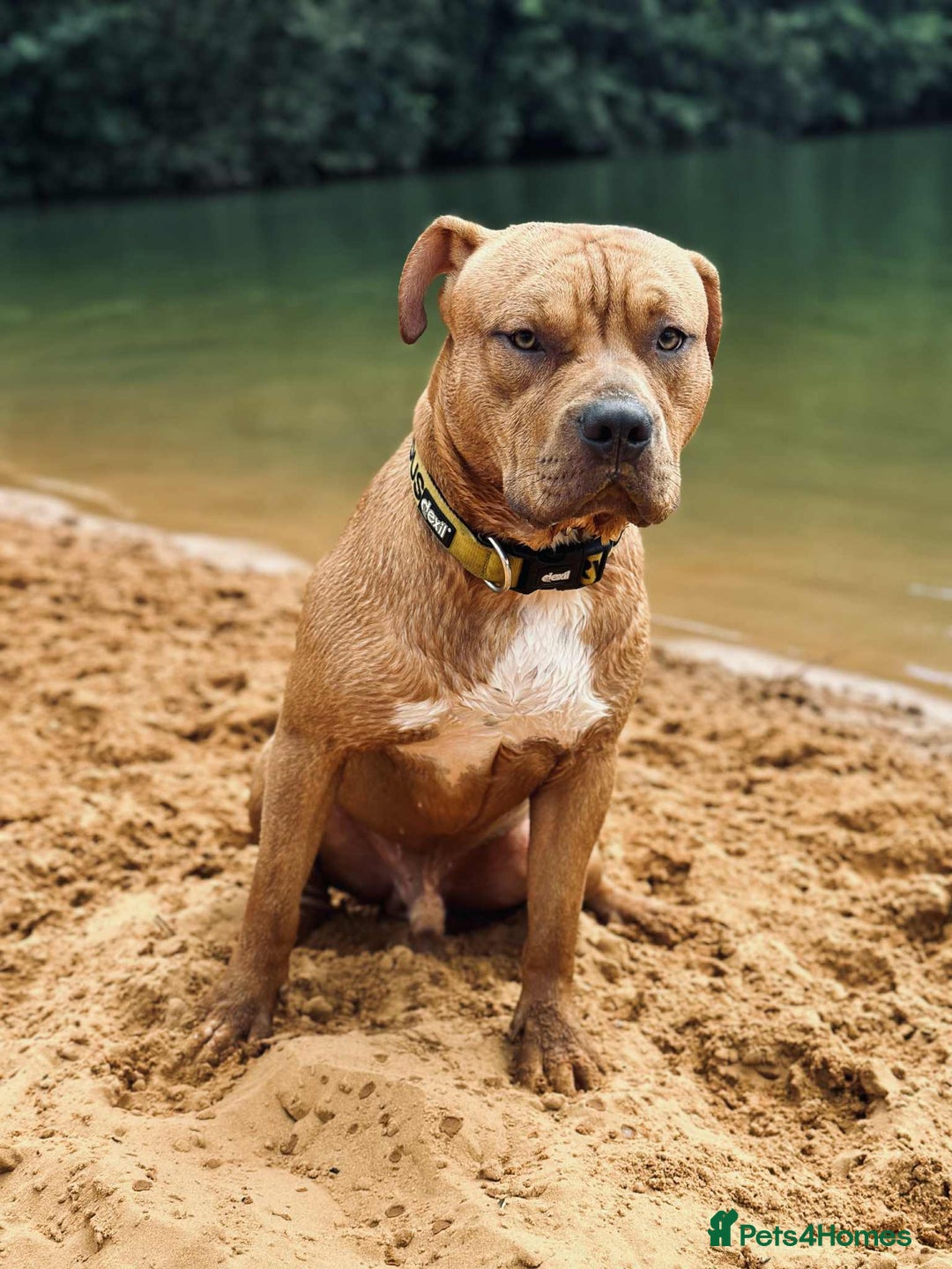 American Bull Staffy dogs for sale: Free jus looking for him better home - Image 1