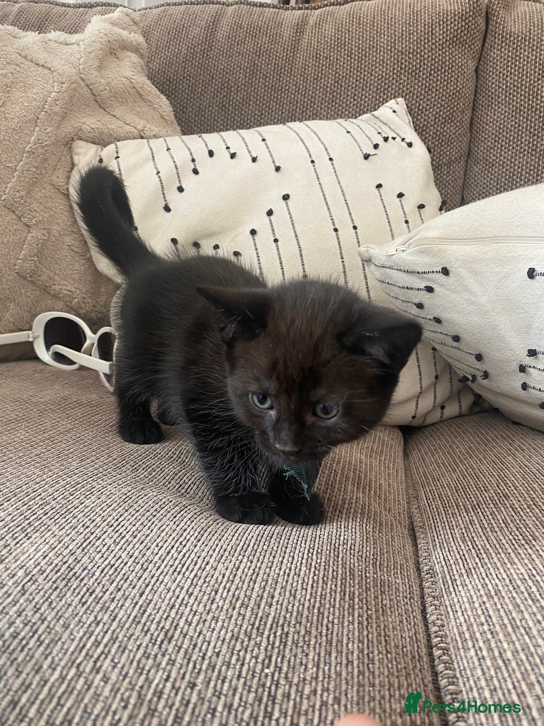 Domestic Shorthair cats for sale: 6 beautiful kittens for sale - Image 4