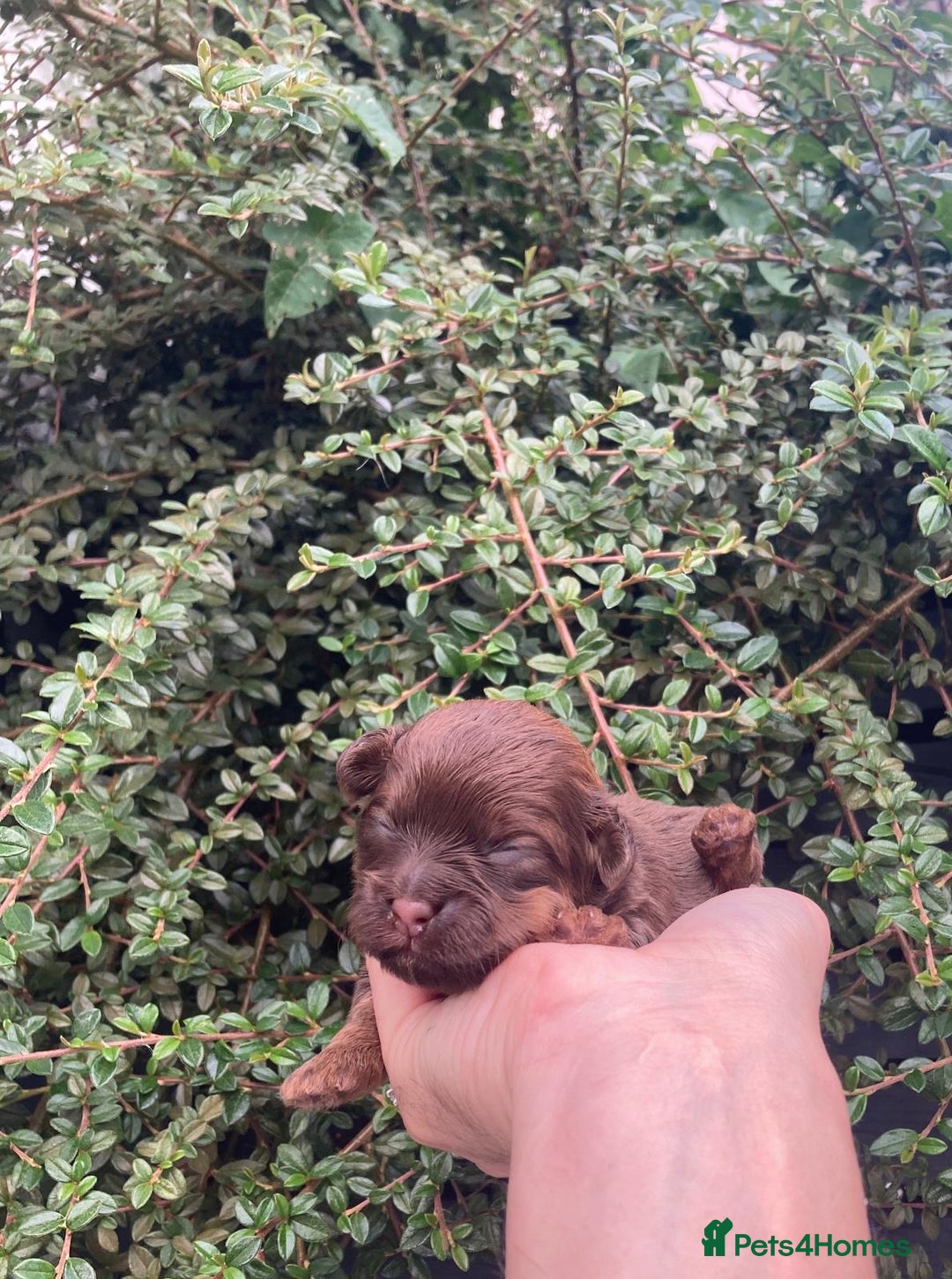 Shihpoo dogs for sale: Read the advert 5 star rated Toy shihpoo puppies - Image 1