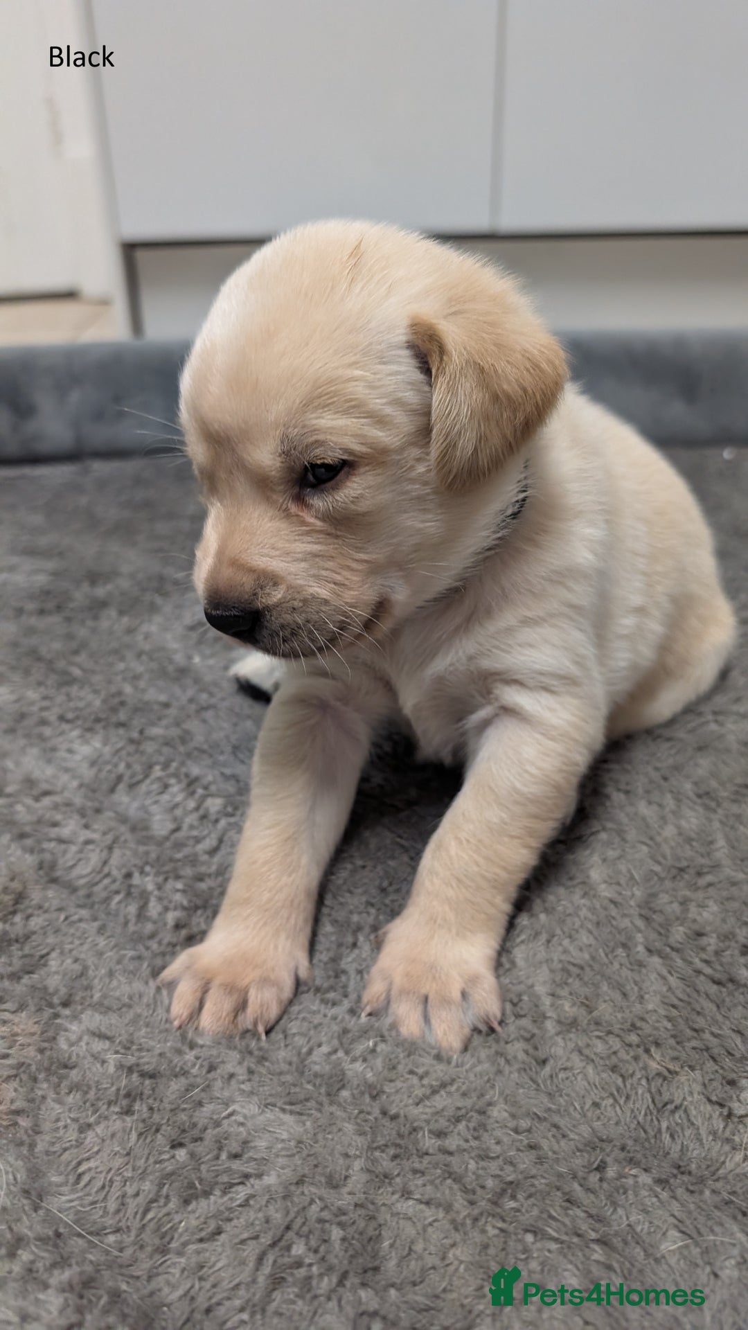 Labrador Retriever dogs for sale: Gorgeous Yellow Labrador Puppies - Image 20