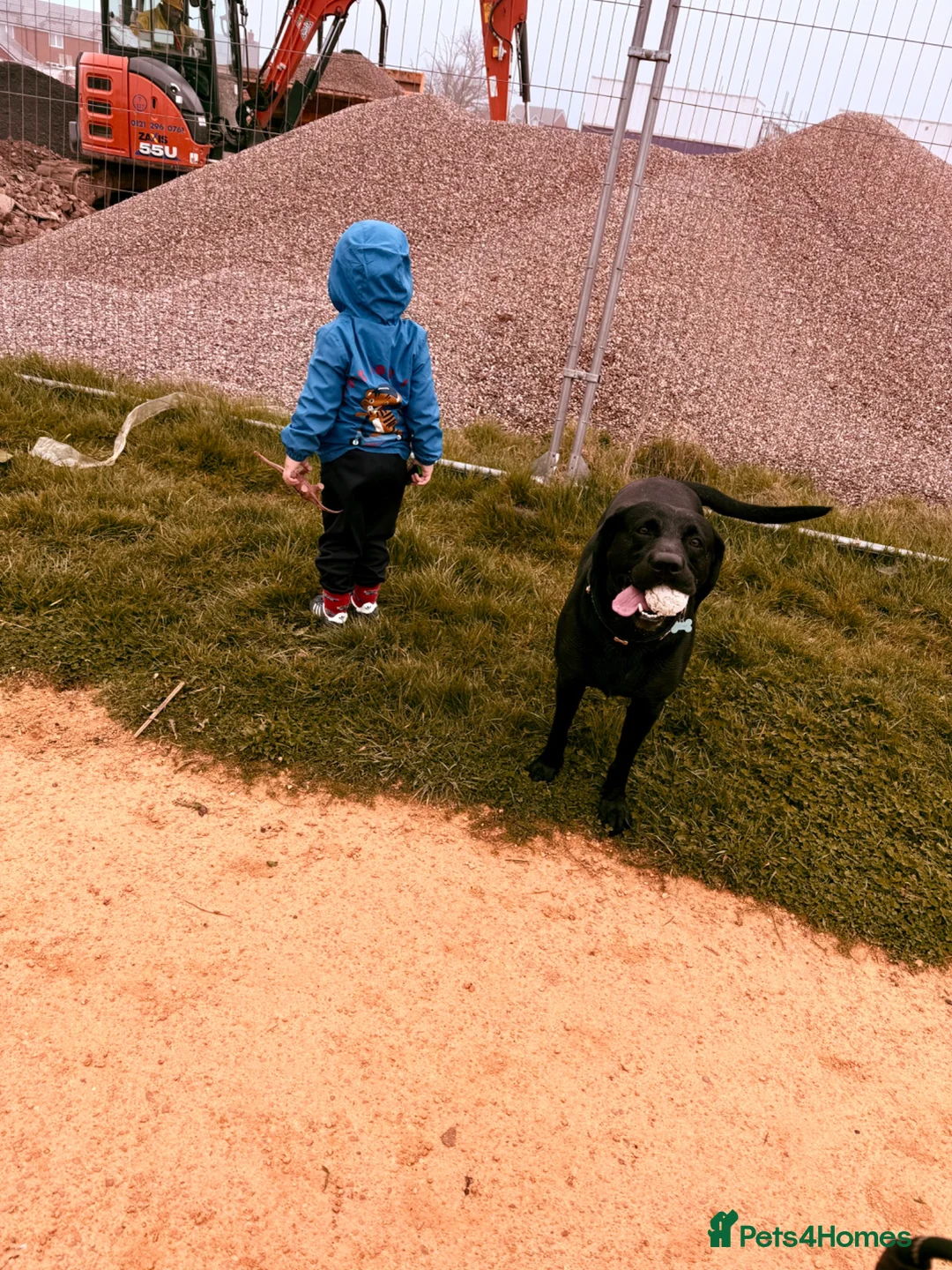 Labrador Retriever dogs for sale: 4 Year Old Labrador Retriever  - Advert 4