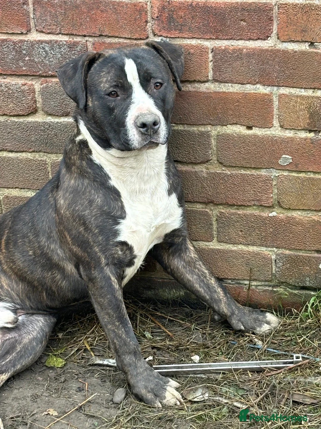 Staffordshire Bull Terrier dogs for stud: Staffy for stud  - Advert 1