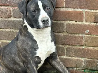 Staffordshire Bull Terrier dogs Staffy for stud - Advert 1
