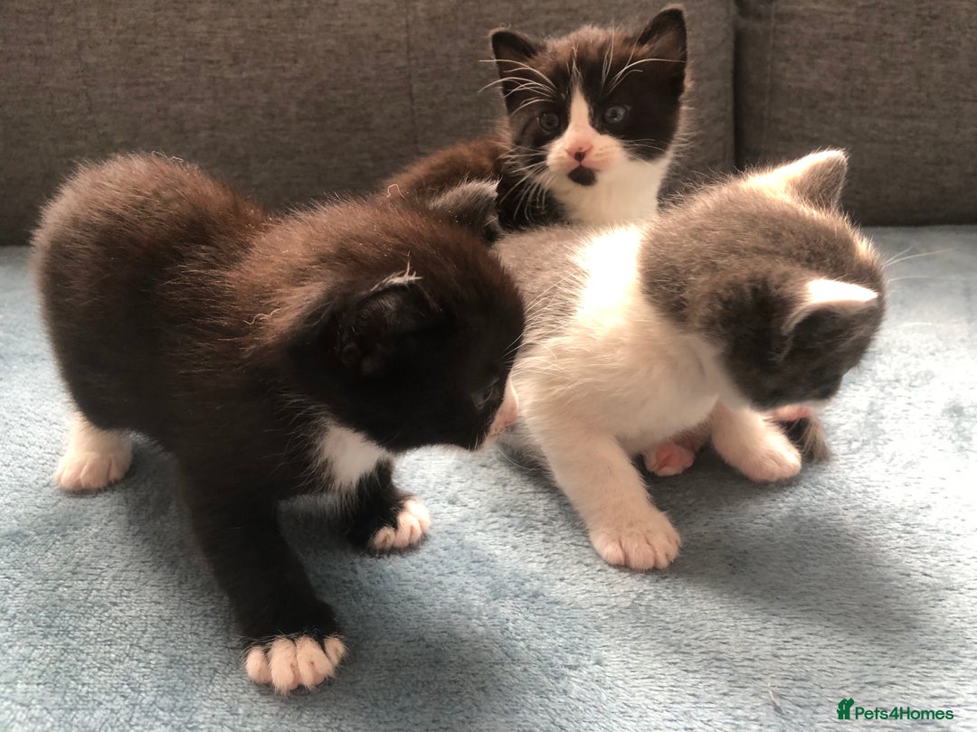 Mixed Breed cats for sale: 5 kittens for sale - Advert 5