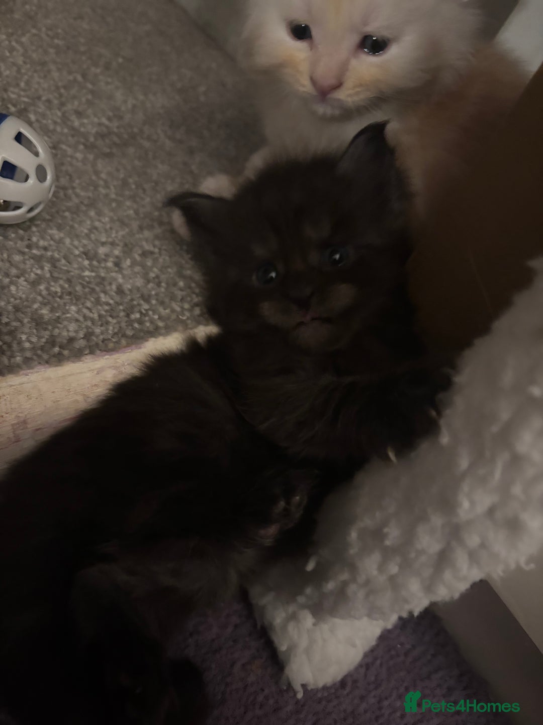 Maine Coon cats for sale: 7 Maine coon kittens for a loving home  - Advert 7