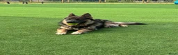 German Shepherd dogs for sale: Stunning German Shepherd Puppies for Sale! - Advert 5