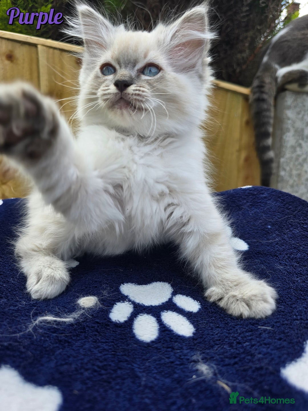 Ragdoll cats for sale: 🤍 STUNNING GCCF REGISTERED RAGDOLL KITTENS 🤍🤍 - Image 20