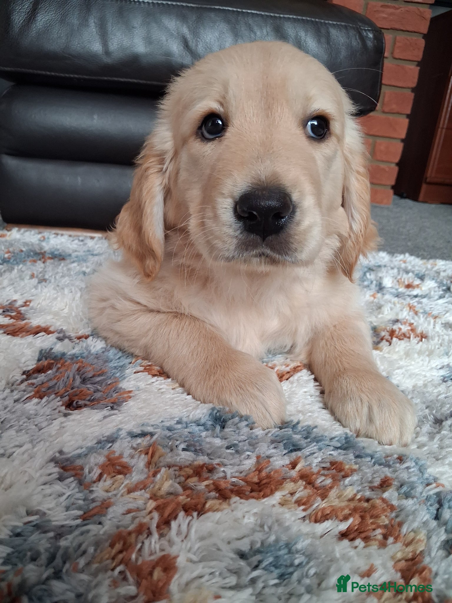 Golden Retriever dogs 1 KC girl ready for a new home! - Advert 18