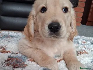 Golden Retriever dogs 1 KC girl ready for a new home! - Advert 1