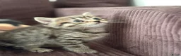 British Shorthair cats for sale: British shorthair tabby chocolate and blue girls - Advert 7