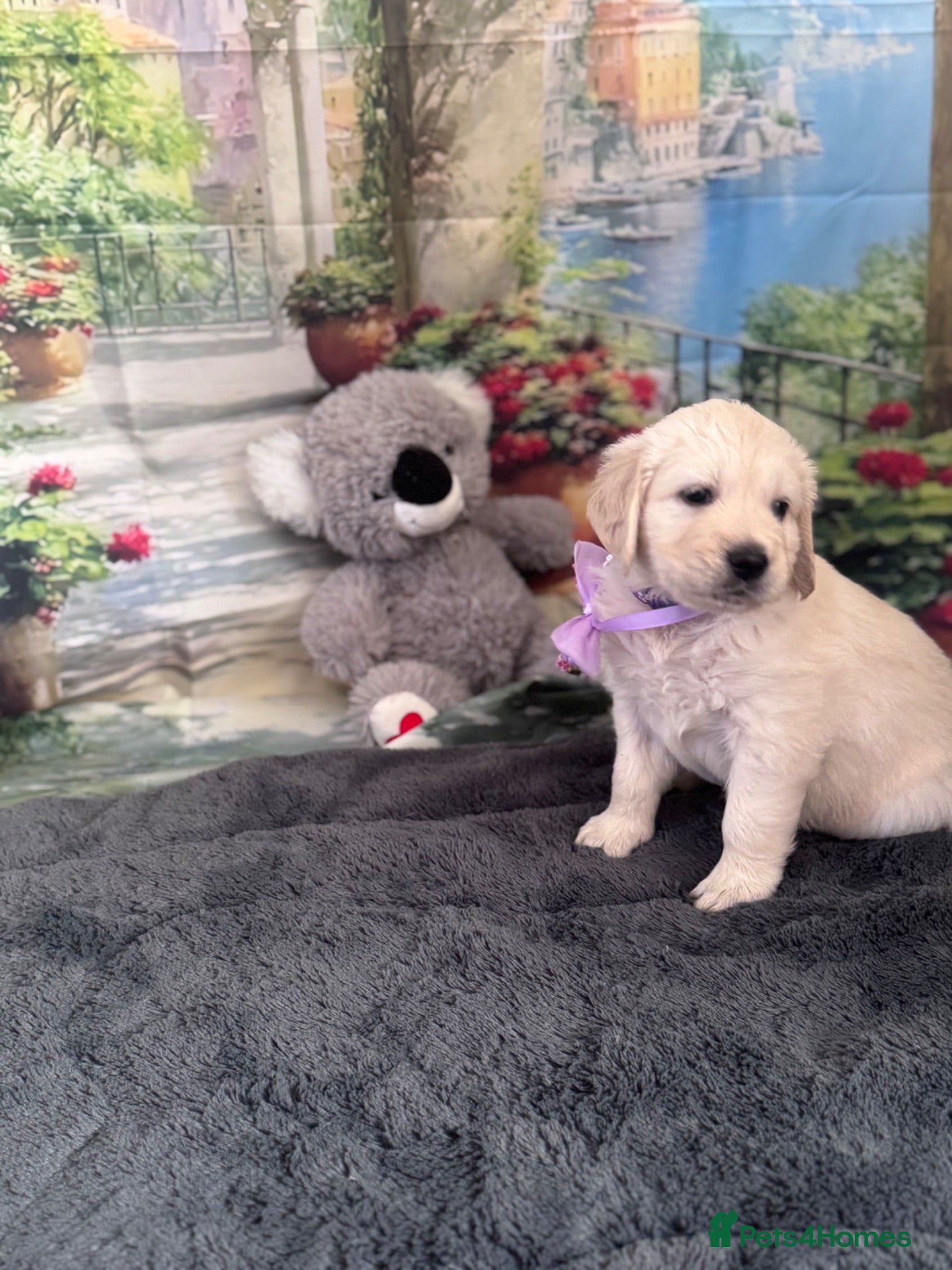 Golden Retriever dogs Beautiful Golden Retriever puppies - Advert 7