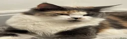 Maine Coon cats for sale: Fantastic Maine Coon kittens for sale GrCh Line - Advert 12