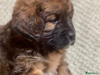 Bernese Mountain Dog dogs Beautiful Bernedoodle babies - Advert 6