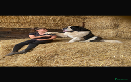 Saint Bernard dogs for sale: Stunning KC reg Saint Bernard puppies  - Image 23
