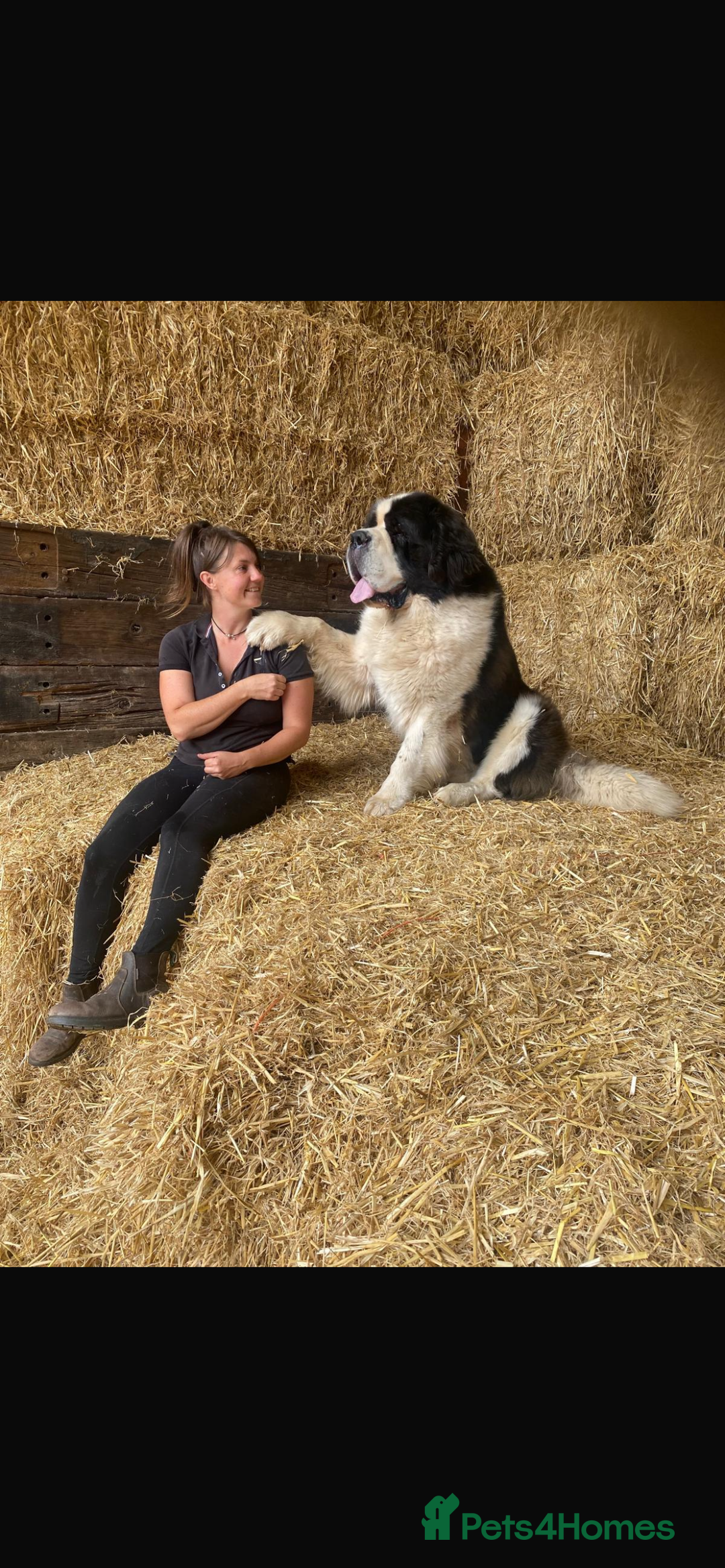 Saint Bernard dogs for sale: Stunning KC reg Saint Bernard puppies  - Image 23