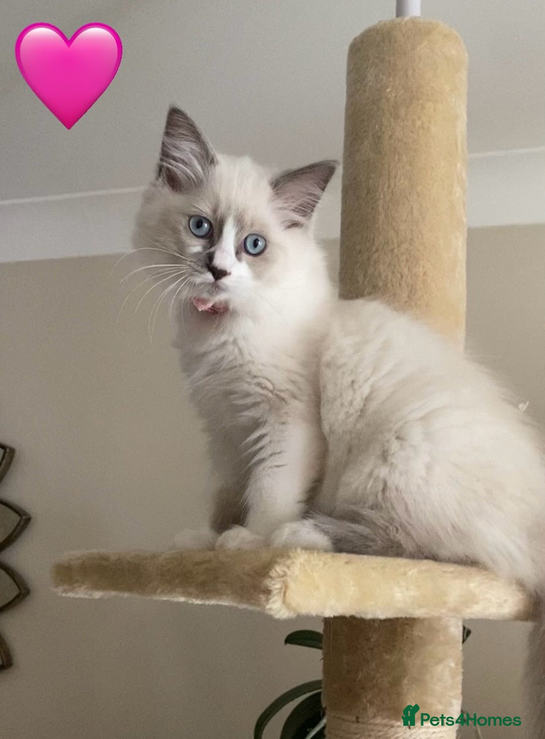 Ragdoll cats for sale: Ragdoll kittens one girl available  - Image 8