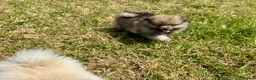 Pomeranian dogs for sale: Beautiful pups looking for forever homes - Advert 13